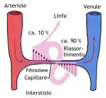I capillari sono i soli vasi sanguigni le cui pareti permettono scambi tra il sangue e il circostante tessuto.