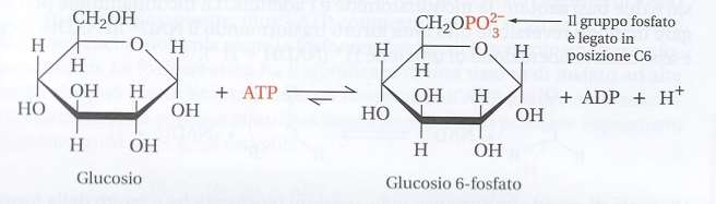 Attivazione dei substrati Il Glucosio, per