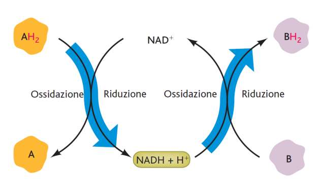NAD + : trasportatori dissociabili di elettroni Esiste in due stati: la forma ossidata (NAD + ) e quella ridotta (NADH + H + ).
