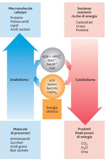 Gli stadi del catabolismo e dell anabolismo (I) Il catabolismo ha carattere principalmente ossidativo, mentre per l anabolismo