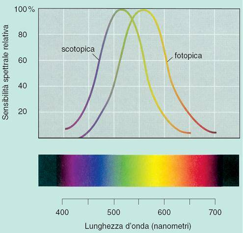 La teoria della frequenza spaziale è basata su due principi fisici: 1) ciascuno stimolo luminoso può essere rappresentato come variazioni di intensità luminosa lungo linee che lo attraversano 2)