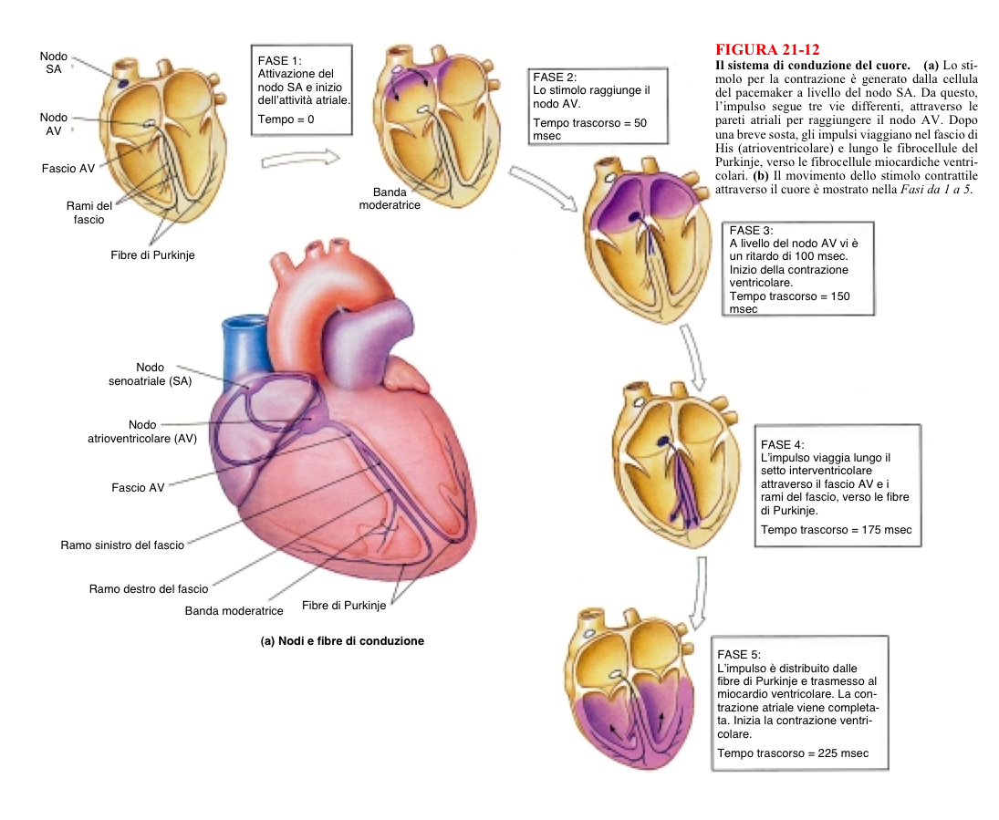 Il sistema cardiovascolare: il