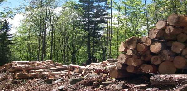 La politica forestale è una «macchina»: 1. multifunzionale (4 obiettivi: ambientale, protettivo, produttivo, sociale), 2.