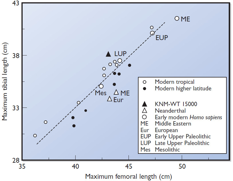 Adattamento, evoluzione Proporzioni degli arti inferiori Dati di popolazioni - attuali di alta latitudine e tropicali - antiche (tardo Pleistocene