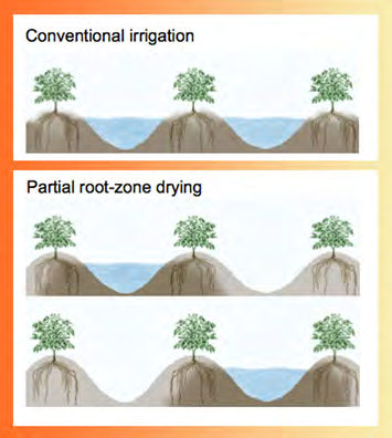 Figura 2. Modello di applicazione dell acqua irrigua nei diversi trattamenti di irrigazione.