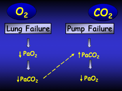 O 2 CO 2 CO 2 O 2 O 2 O