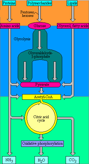 Motore - schema generale STADIO I degradazione Ultra maratona Ultratrail Metabolismo