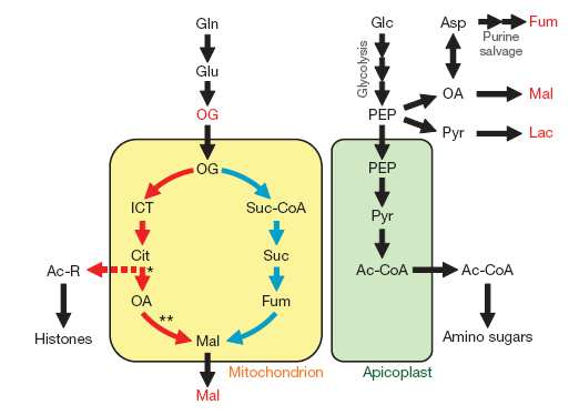 Ciclo di Krebs nel Plasmodium falciparum Branched tricarboxylic acid metabolism in Plasmodium falciparum Kellen L. lszewski, Michael W. Mather, Joanne M. Morrisey, Benjamin A. Garcia, Akhil B.