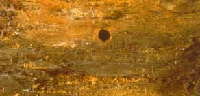 UOCEUS Fori tondi 6-8 mm, gallerie stipate di rosume fortemente compattato attacca legno umido (in bosco), esce dopo 3 anni danni non gravi, perché non può deporre le uova sul legno