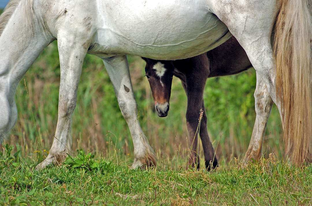 - USCITA FOTOGRAFICA CAMARGUE FR - 22-23-24-25/04/2016 L Associazione Culturale Officina Fotografica, in collaborazione con Spanna Viaggi, e lieta di organizzare un lungo week-end sociale nel