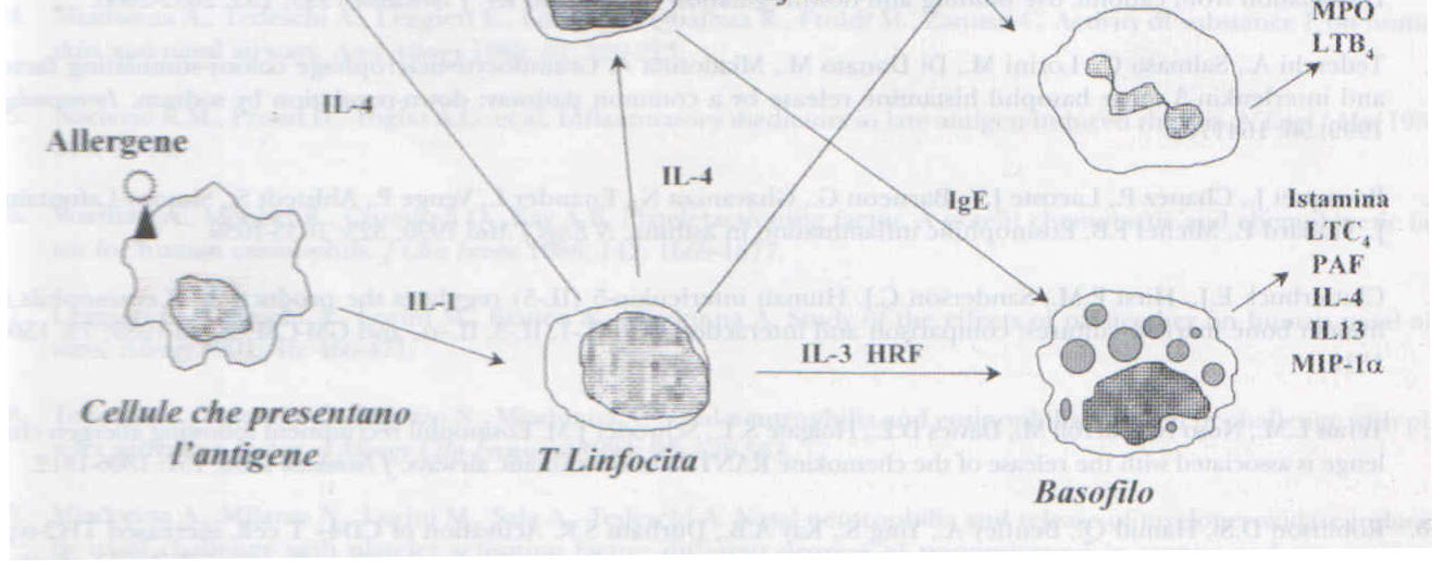 Rappresentazione schematica delle principali interazioni fra cellule e