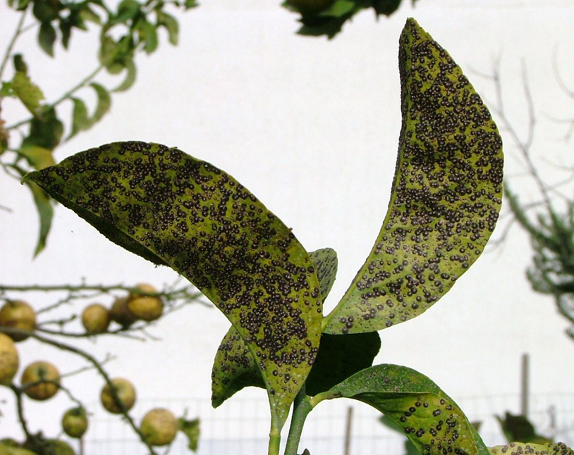 Osservazioni effettuate su foglie di agrumi in agro di Bianco hanno dimostrato che questo fitofago è in grado di completare 3-4 generazioni (fig. 3) in un anno (Palmeri et al.