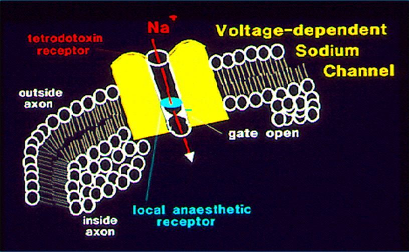 depolarizzazione ripolarizzazione Soglia di eccitabilità potenziale d azione potenziale di riposo canale