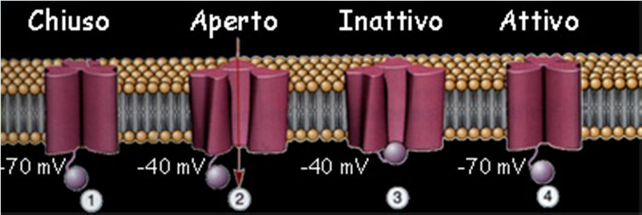 Si suppone che le quattro sequenze si raggruppino insieme a formare un poro Il canale voltaggio-dipendente per il sodio è formato da un singolo lungo peptide.