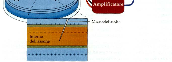 Il potenziale di membrana è dovuto ad una differenza di carica tra l interno e l esterno della cellula.