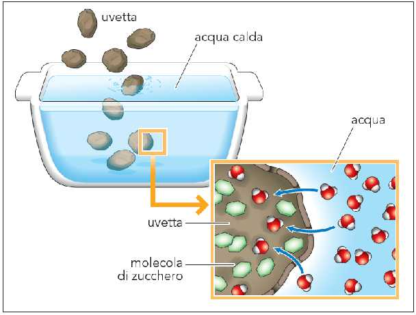 La diffusione semplice L osmosi Quando una membrana separa due ambienti in cui le molecole di soluto hanno concentrazioni diverse, ma non sono in grado di attraversare la membrana, l acqua può