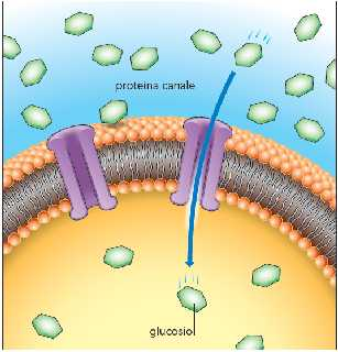 Figura 3 Diffusione facilitata. Il glucosio viene catturato da proteine che lo aiutano a passare attraverso il doppio strato di fosfolipidi, ma sempre secondo gradiente e senza consumo di energia.