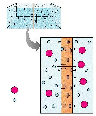 Movimento dell acqua Flusso Osmotico Le molecole d acqua tendono a diffondere da una soluzione più diluita ad una più concentrata Esempio Se una membrana è permeabile all acqua ma impermeabile ad un