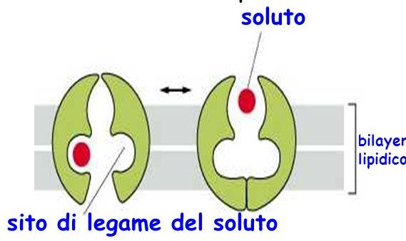 Trasporto Attraverso Membrana Utilizzano Proteine carrier o 1 2 trasportatrici Proteine canale Permettono il movimento di una sostanza attraverso la membrana ma sempre secondo gradiente