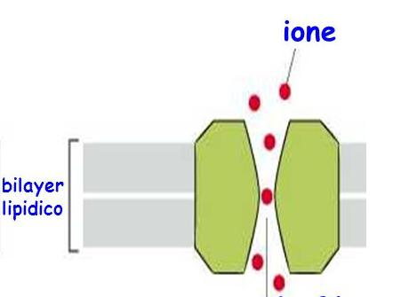Trasporto Attraverso Membrana PROTEINE CANALE Formano pori pieni di acqua che attraversano la membrana i quali, se aperti, permettono a soluti specifici di passarvi