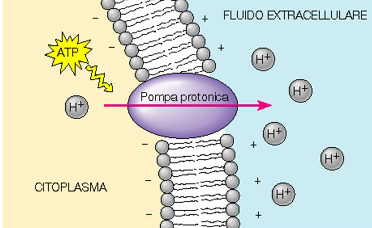 La pompa protonica è una H + -ATPasi di membrana, ovvero un enzima che usa energia fornita dall