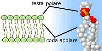 Componenti principali della MC Nelle cellule vegetali 2 tipi differenti di lipidi Fosfolipidi (più abbondanti)