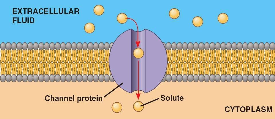 IL TRASPORTO PASSIVO: diffusione facilitata Le proteine canale interagiscono con il soluto in modo più debole e consentono il passaggio delle molecole attraverso un poro