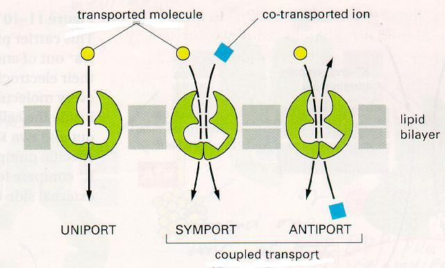 Cotrasporto ovvero, il trasporto contemporaneo di due specie ioniche o di altri soluti e si può differenziare in: Simporto usa il flusso di un soluto secondo gradiente per muovere un'altra molecola