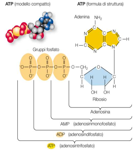 La molecola dell energia: l ATP 13 Sadava