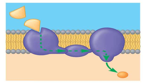 Grazie alle proteine, la membrana plasmatica svolge molteplici funzioni.