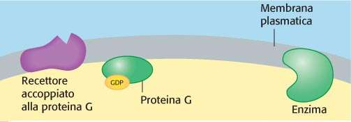Numerosi stimoli diretti alle cellule agiscono attraverso recettori proteici localizzati nella membrana plasmatica Un ormone che raggiunge la