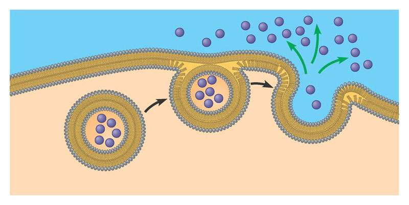 esocitosi Le molecole e le particelle di grandi dimensioni attraversano la membrana mediante un processo chiamato esocitosi: una vescicola, delimitata da una membrana