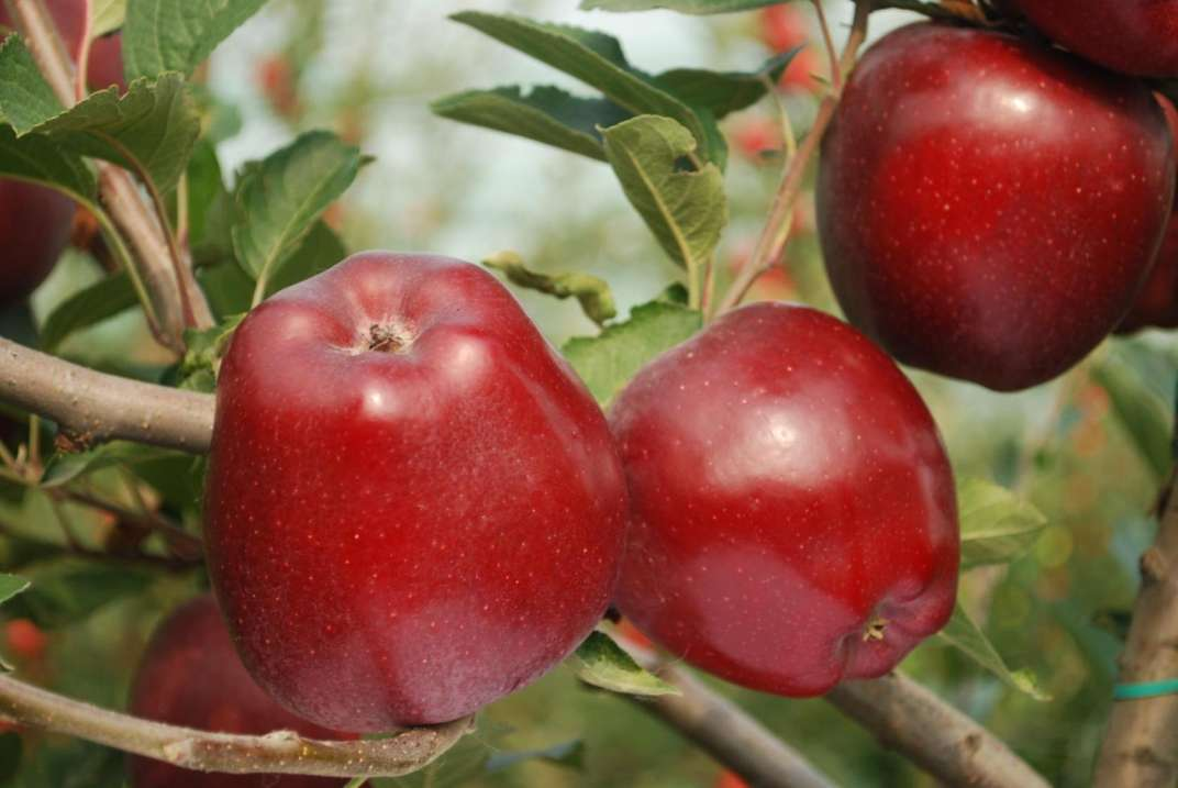 Red Delicious (standard)