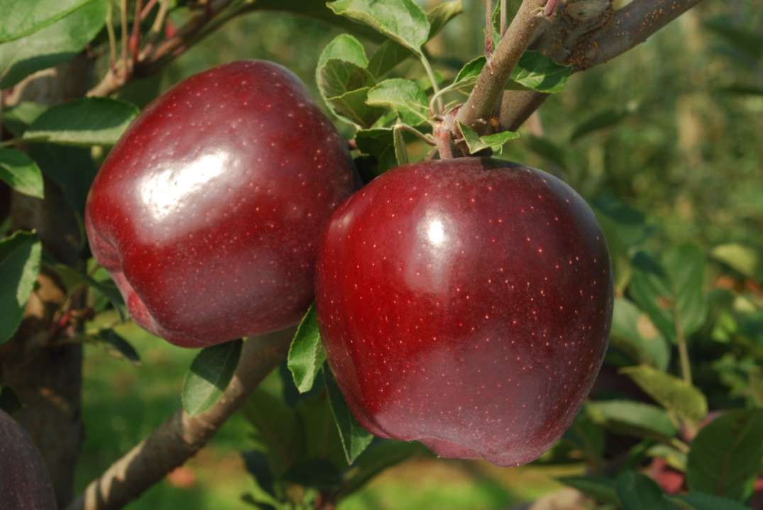 Red Delicious Red Delicious Red Velox Standard