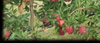 Red Delicious (spur)