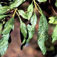 PDV Prunus dwarf virus nanismo del pesco ritardo ripresa vegetativa primaverile e minor accrescimento germogli,