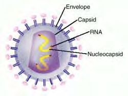 Virus sistema biologico elementare, avente alcune caratteristiche in comune con le forme viventi ma profondamente differente in quanto non dotato di organizzazione cellulare