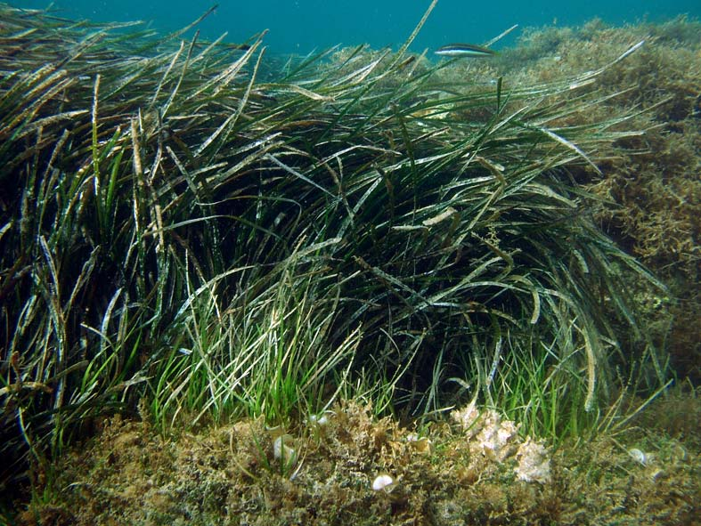 4 Figura 2 Rigogliosa prateria di Posidonia oceanica. Area Marina Protetta Capo Rizzuto. Foto ( F.S.