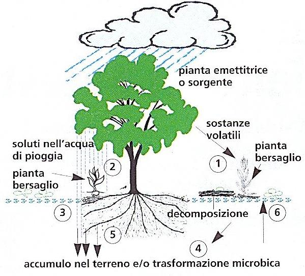 Allelopatia per il controllo sostenibile delle infestanti 38 Processi di formazione e accumulo di sostanze allelopatiche: 1.