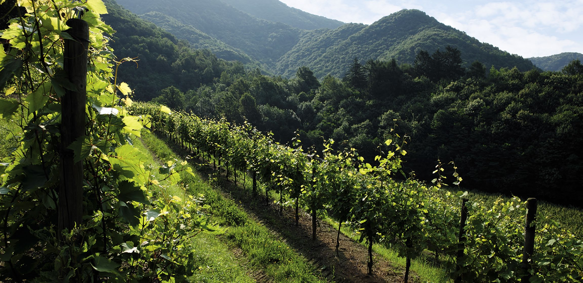 la ron ca ia Dai ronchi marnosi dei Colli Orientali del Friuli dolci filari si slanciano verso l azzurro. Promettono lo stupore di un volo immobile a mezz aria.