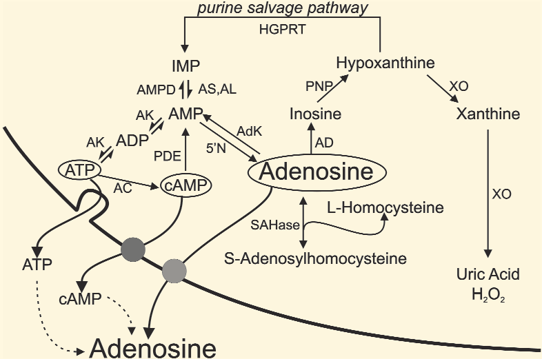 La formazione di adenosina intracellulare è importante quanto la sua formazione dalla rottura dell ATP extracellulare.