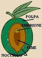 2. PRODUZIONE DELL OLIO DI OLIVA 2.1 Olivo: cenni botanici, fenologici e caratteristiche del frutto L olivo è pianta arborea, sempreverde, appartenente alla famiglia delle Oleacee (Olea europaea L.