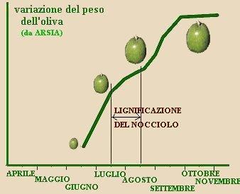 2. PRODUZIONE DELL OLIO DI OLIVA zucchero e acidi e aumenta quello in olio (1). Fig. 2. Composizione oliva matura. L accrescimento dei frutti (Fig.
