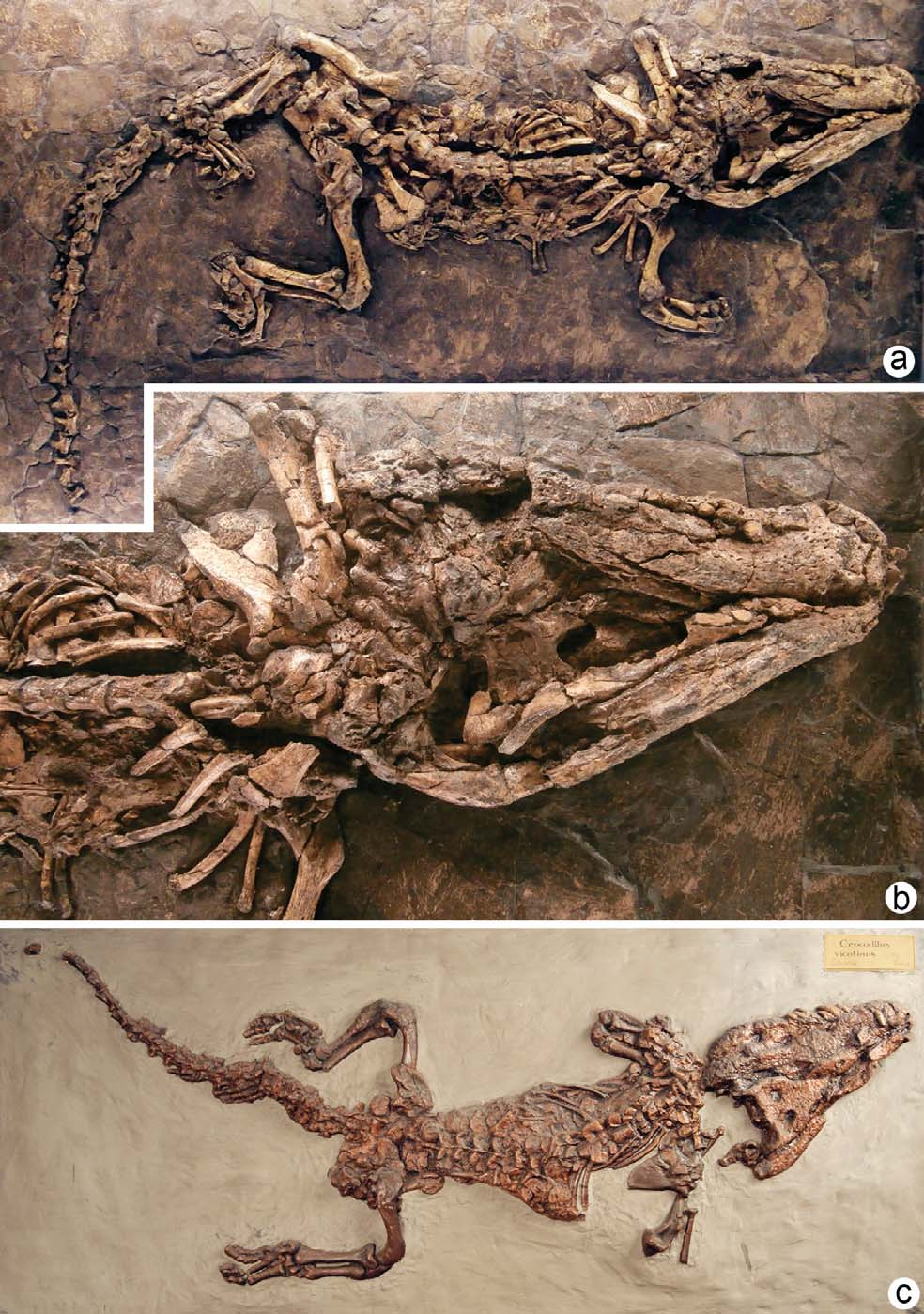 L. Giusberti, L. Del Favero & G. Roghi FIG. 3 - a) Asiatosuchus?depressifrons. Lenght 135 cm. Complete skeleton in ventral view. MCSNV V.7097.