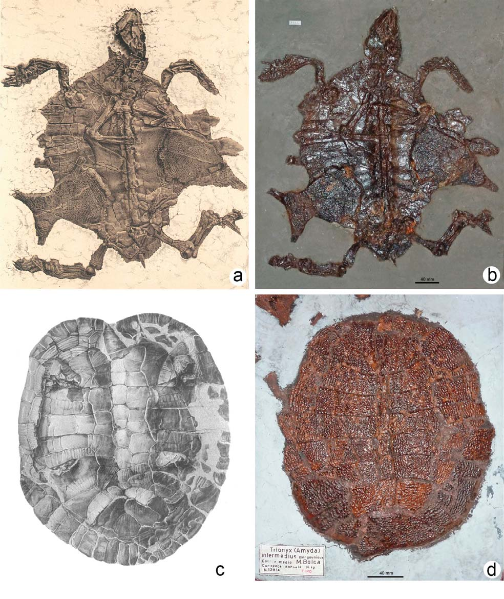 9. The Purga di Bolca-Vegroni sites FIG. 4 - a) Holotype of Trionyx gemmellaroi Negri 1892 (from Negri, 1892; Plate I). b) The holotype of Trionyx gemmellaroi Negri 1892.