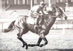 10 Northern Dancer Nureyev Special King Charlemagne Sunny s Halo Race The Wild Wind Redpath Elegant Air Dashing Blade Sharp Castan Fly Queen Freccia D oro Acatenango Fireglow Cuore Magico è andato in