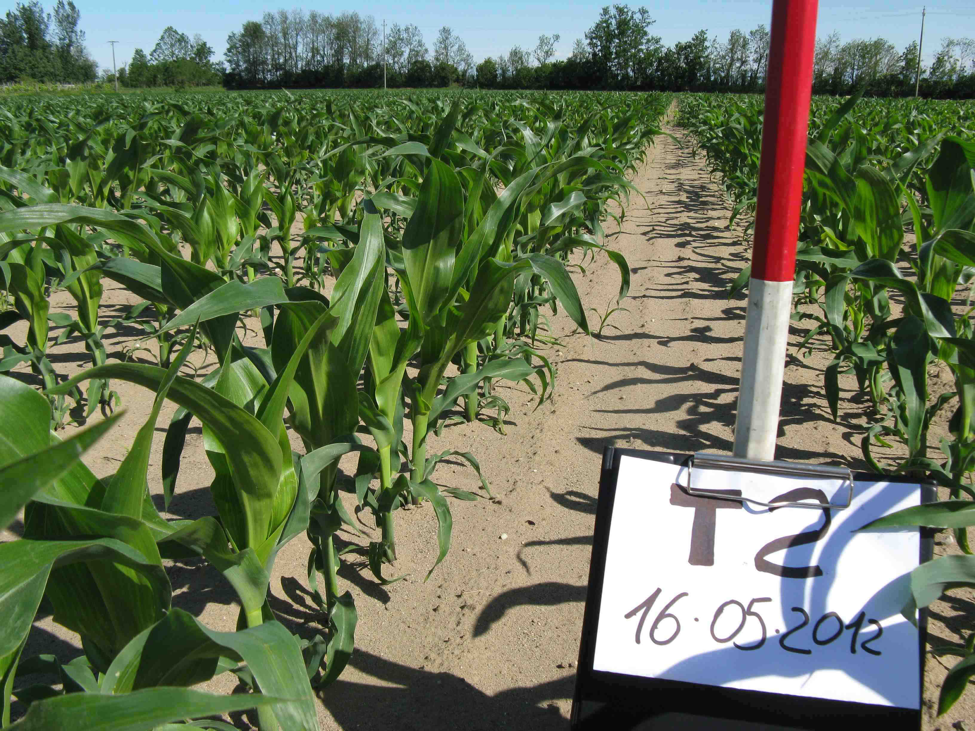 Immagini del campo sul quale è stata condotta la prova agronomica