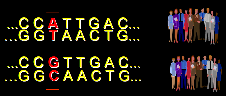 Sequenze nucleotidiche diverse in