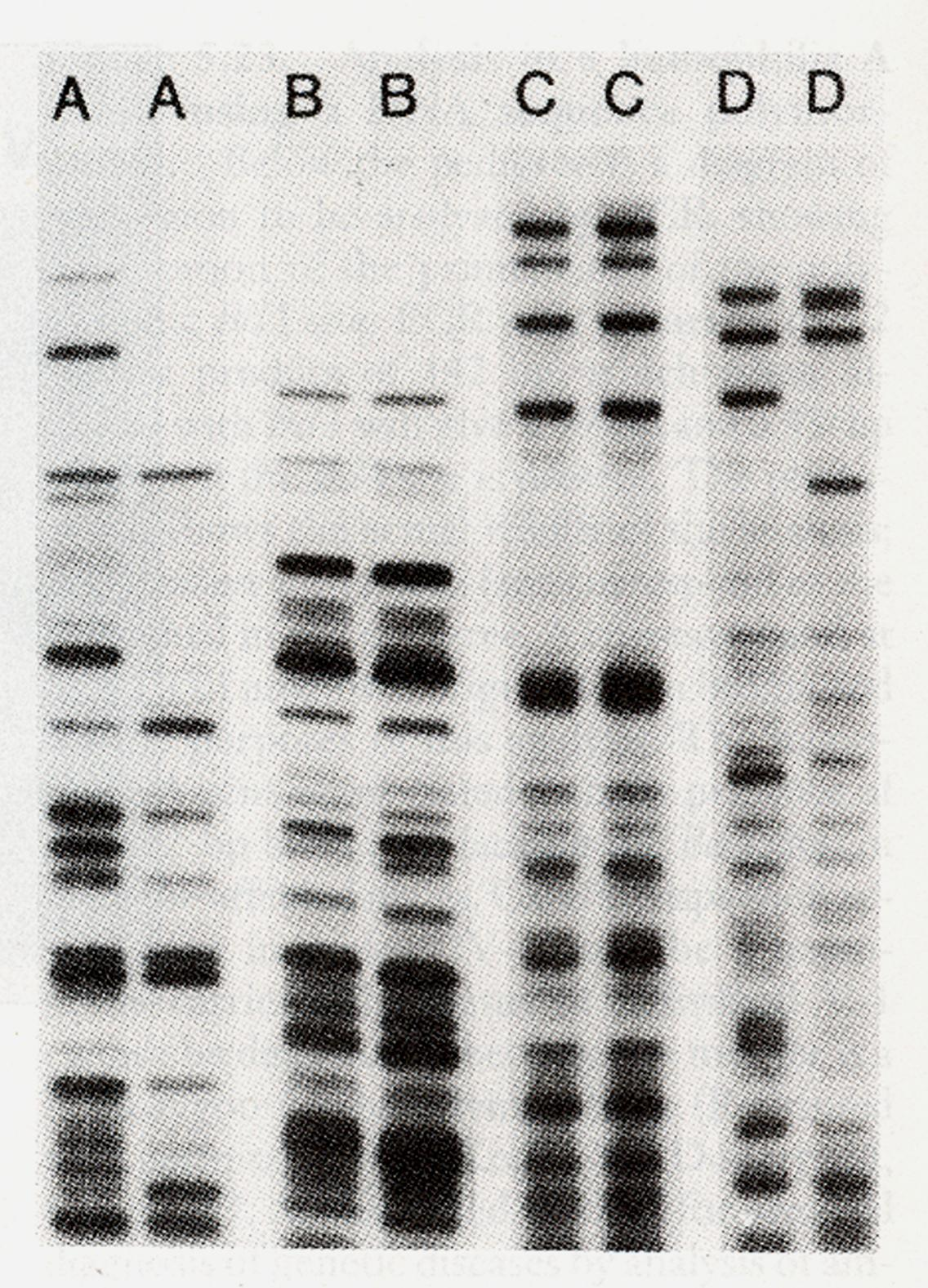 MZ DNA Fingerprinting su coppie di gemelli Una sonda di DNA che