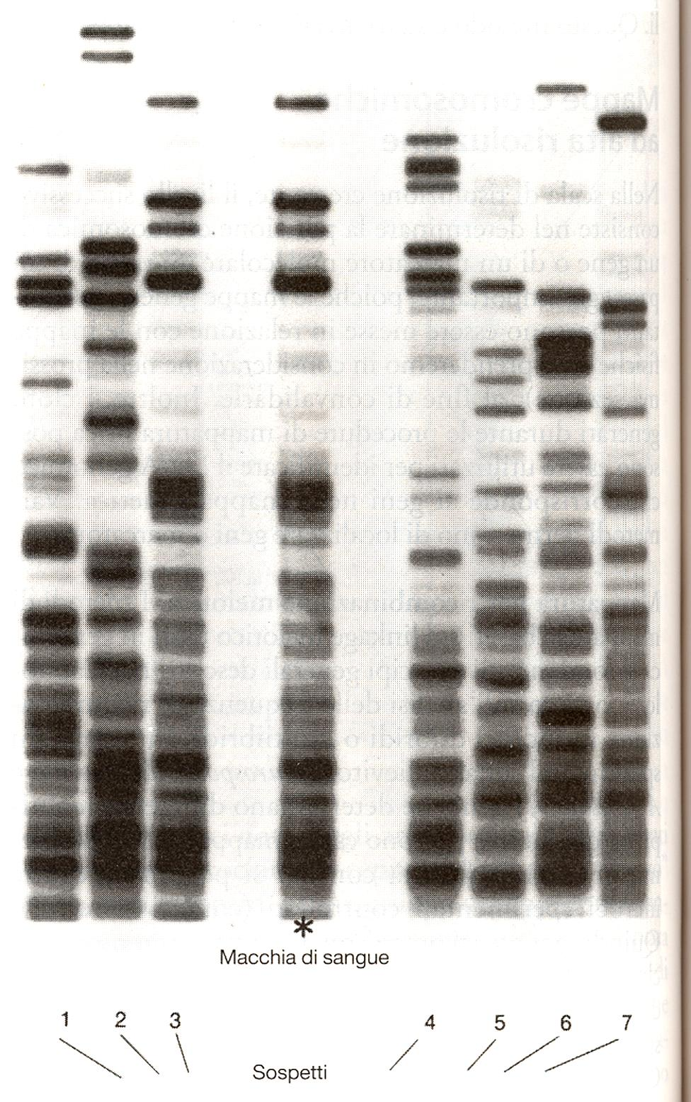 Comparazione dei profili di DNA in una indagine